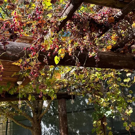 Il Vecchio Ippocastano (adults Only) * Cascia